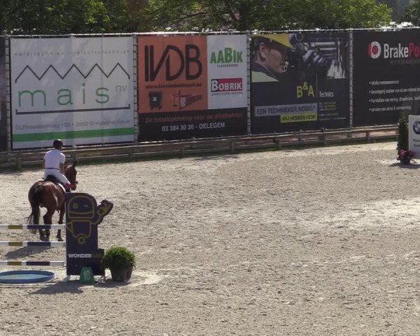 Gold +Cyclus Jonge Paarden in Lier (BEL) 2020