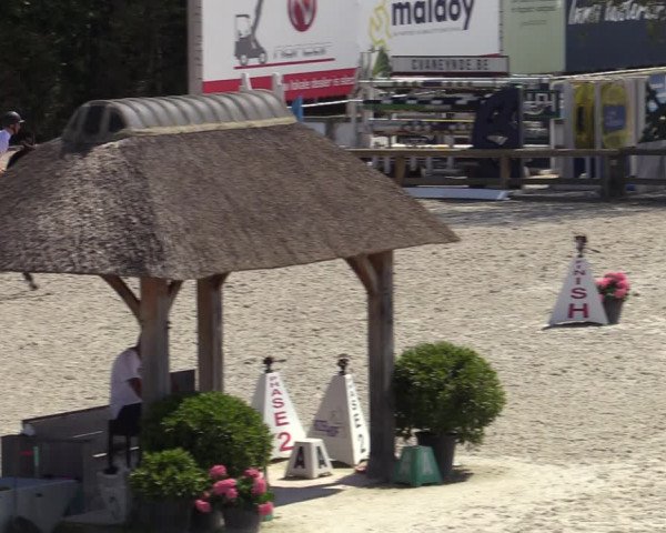 Gold +Cyclus Jonge Paarden in Lier (BEL) 2020