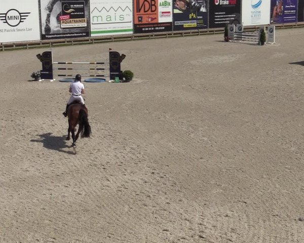 Gold +Cyclus Jonge Paarden in Lier (BEL) 2020