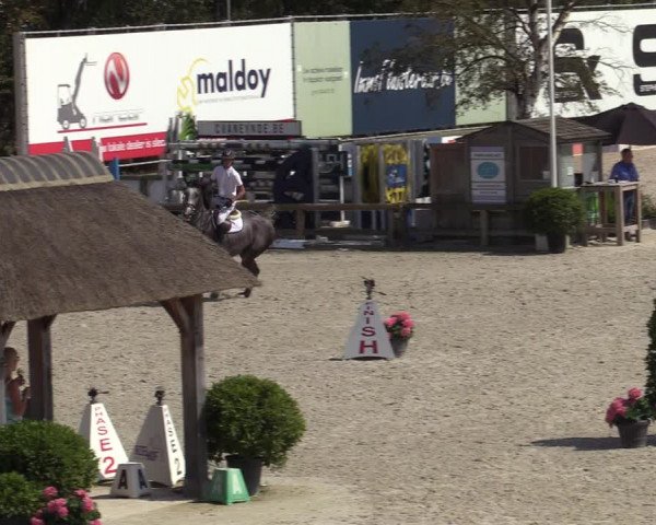 Gold +Cyclus Jonge Paarden in Lier (BEL) 2020