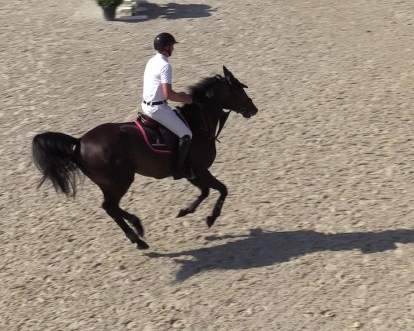 Gold +Cyclus Jonge Paarden in Lier (BEL) 2020