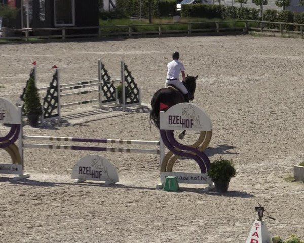 Gold +Cyclus Jonge Paarden in Lier (BEL) 2020