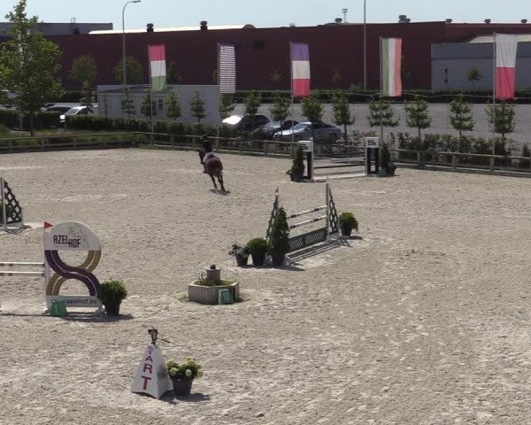 Gold +Cyclus Jonge Paarden in Lier (BEL) 2020