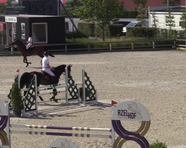 Gold +Cyclus Jonge Paarden in Lier (BEL) 2020