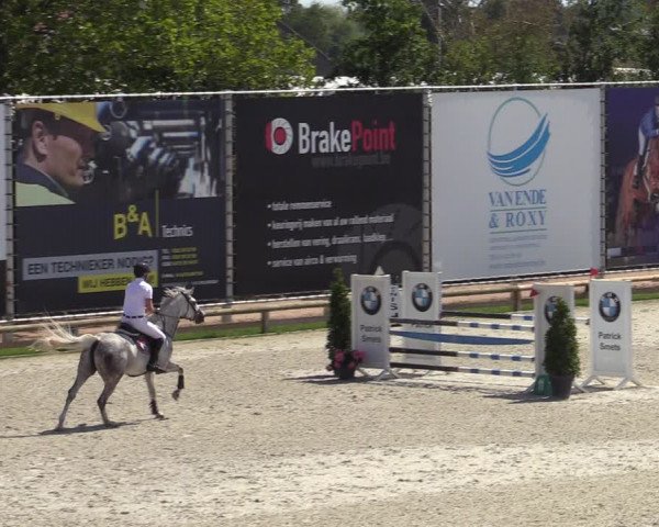 Gold +Cyclus Jonge Paarden in Lier (BEL) 2020