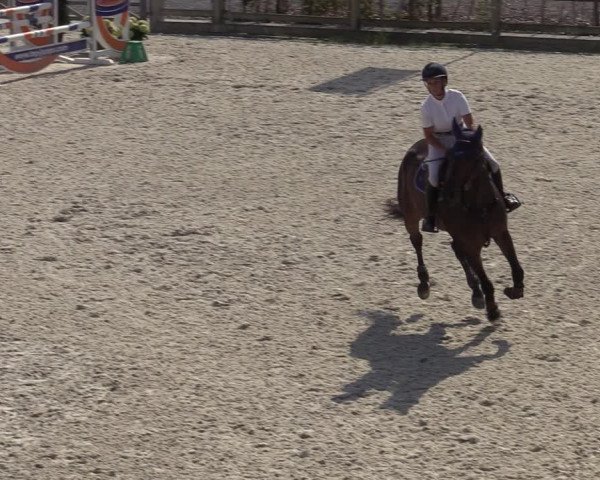 Gold +Cyclus Jonge Paarden in Lier (BEL) 2020