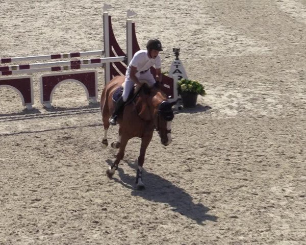 Gold +Cyclus Jonge Paarden in Lier (BEL) 2020