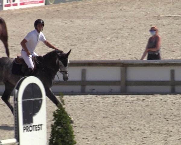 Gold +Cyclus Jonge Paarden in Lier (BEL) 2020