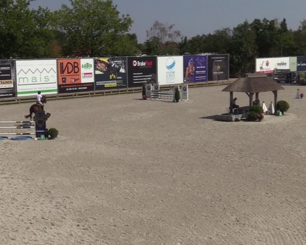 Gold +Cyclus Jonge Paarden in Lier (BEL) 2020