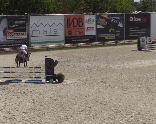 Gold +Cyclus Jonge Paarden in Lier (BEL) 2020