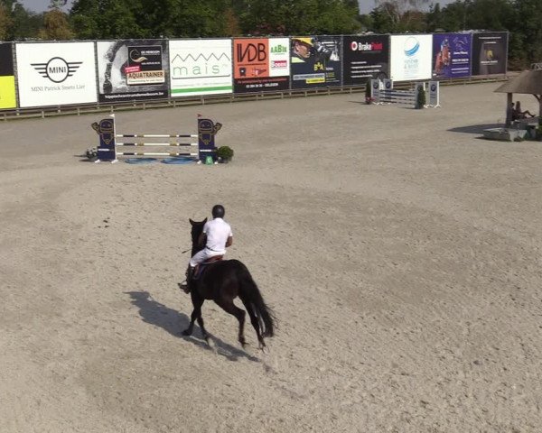 Gold +Cyclus Jonge Paarden in Lier (BEL) 2020