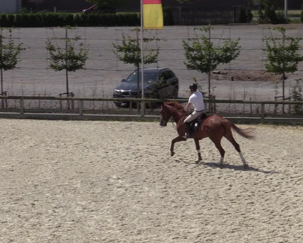 Gold +Cyclus Jonge Paarden in Lier (BEL) 2020
