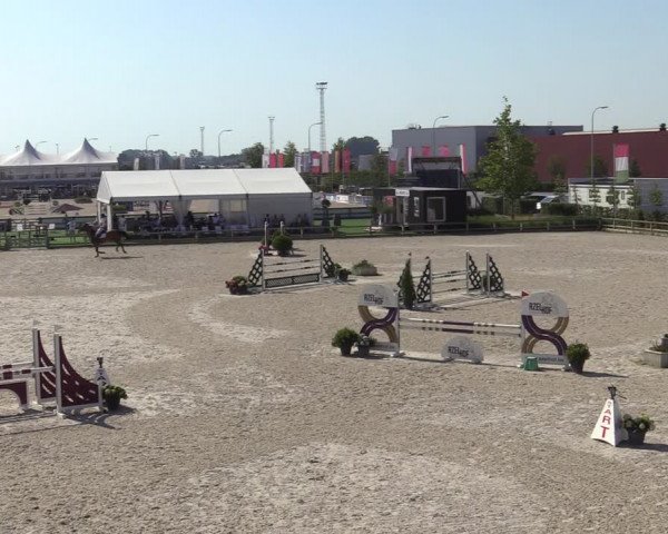 Gold +Cyclus Jonge Paarden in Lier (BEL) 2020