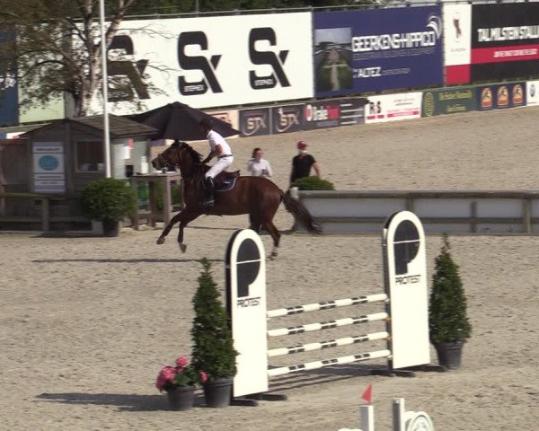 Gold +Cyclus Jonge Paarden in Lier (BEL) 2020