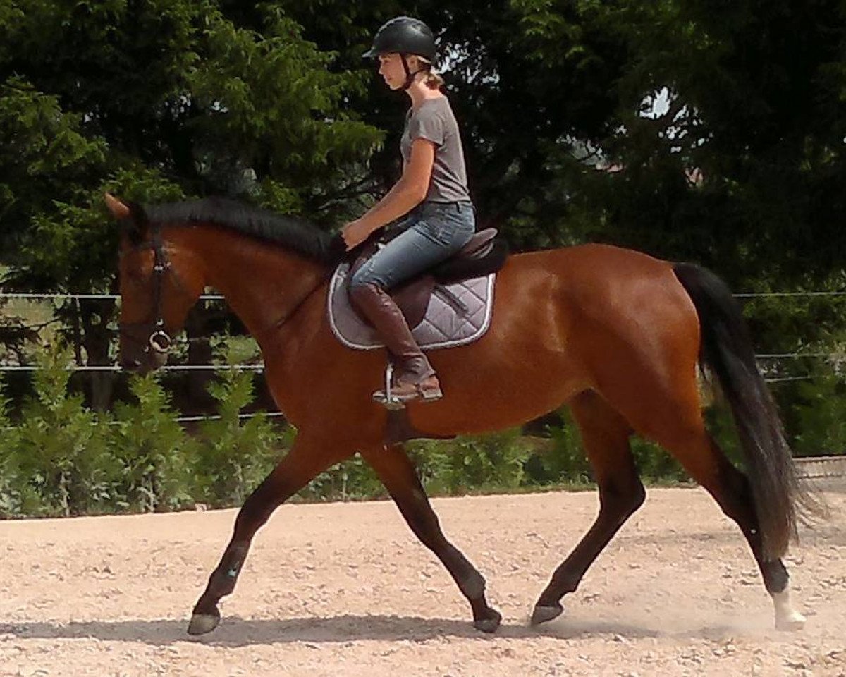 horse Calidia de Gaia (Selle Français, 2012, from Diarado)