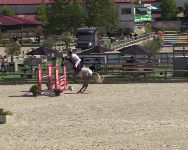 Gold +Cyclus Jonge Paarden in Lier (BEL) 2020
