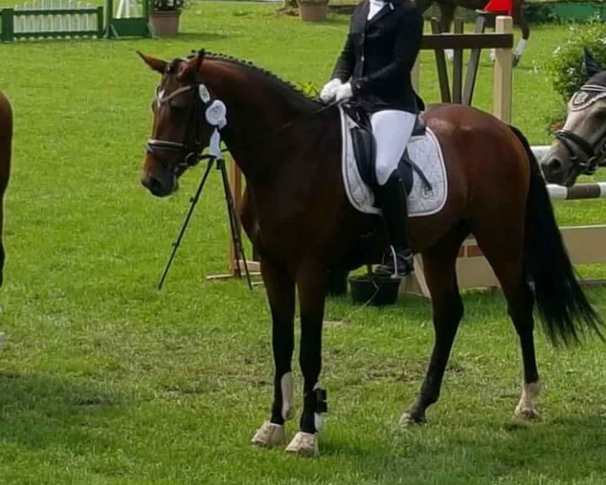 Dressurpferd Aragon L (Rheinländer, 2011, von Aaron)