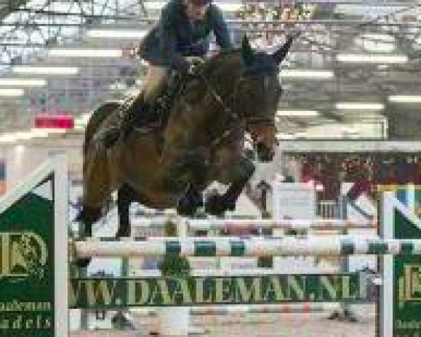broodmare Quita (Zangersheide riding horse, 2004, from Quite Easy I) broodmare Quita (Zangersheide riding horse, 2004, from Quite Easy I)