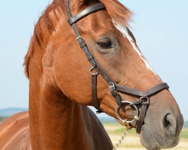 broodmare Belle Amie (Oldenburg, 1999, from Wildcard)