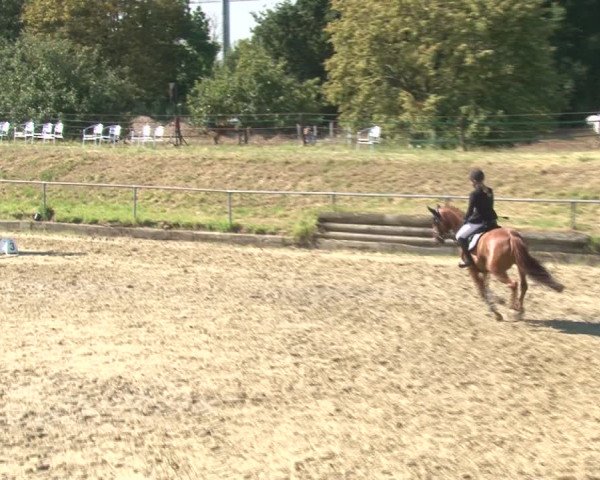 Reitturnier Kirchhoven-Vinn 2020