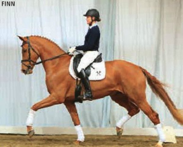 Pferd Finn (Hannoveraner, 2011, von Fuechtels Floriscount OLD)