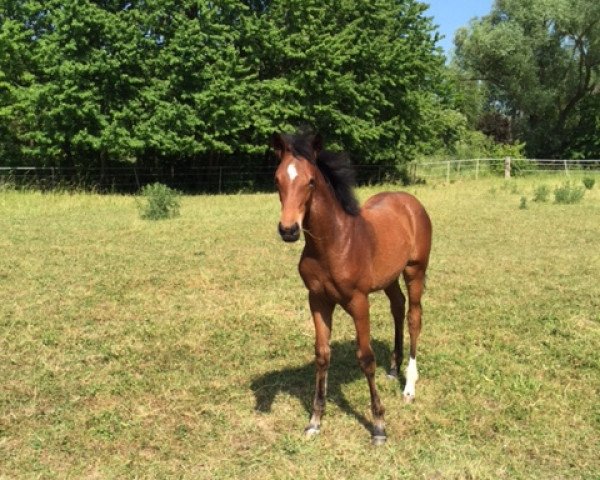 horse Quel Cadeau (Hanoverian, 2015, from Quvée d'Or GT)