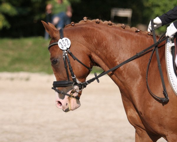 dressage horse Tunic (German Riding Pony, 2006, from Top Nonstop)