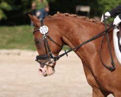 dressage horse Tunic (German Riding Pony, 2006, from Top Nonstop)