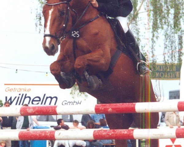 broodmare Deichgräfin (Holsteiner, 1989, from Constant)