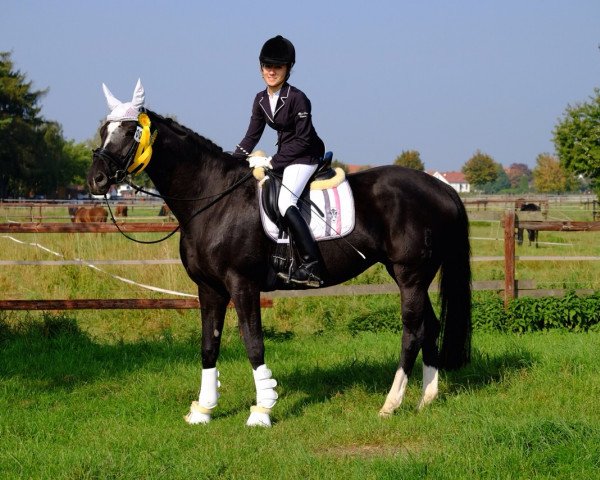 broodmare Dominant Darling (Oldenburg, 2003, from Dacaprio)