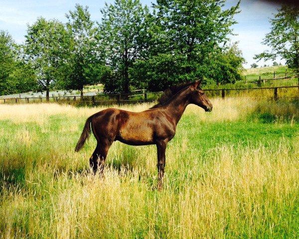 Cavallo Socrates Scolari (Trakehner, 2015, di E.H. Millennium)