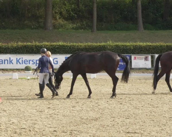 Reitturnier Kierspe-Hohenholten 2020
