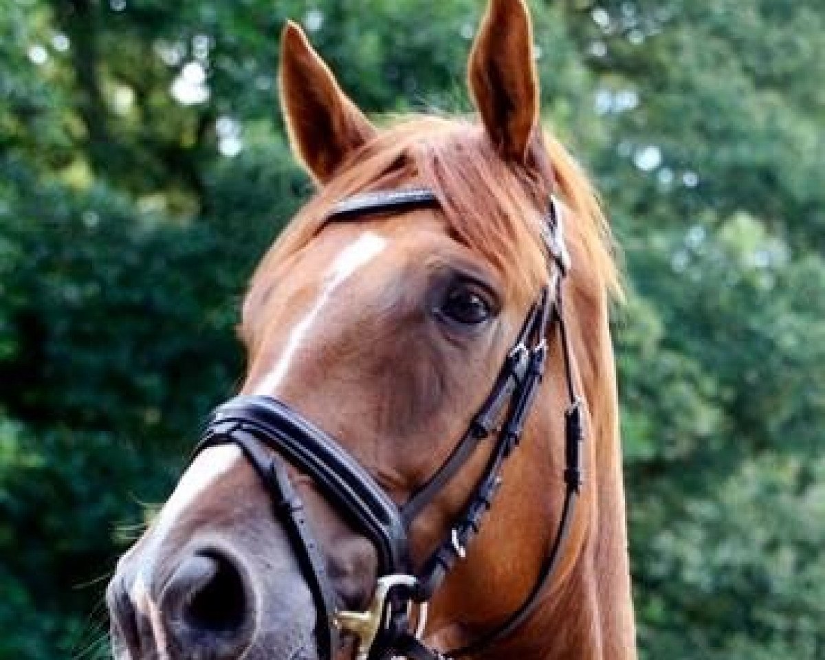 Dressurpferd Laurino 21 (Hannoveraner, 2007, von Lauries Crusador xx)