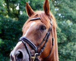 dressage horse Laurino 21 (Hanoverian, 2007, from Lauries Crusador xx)
