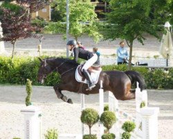 jumper Soho Sammy (Hanoverian, 2007, from Satisfaction FRH)