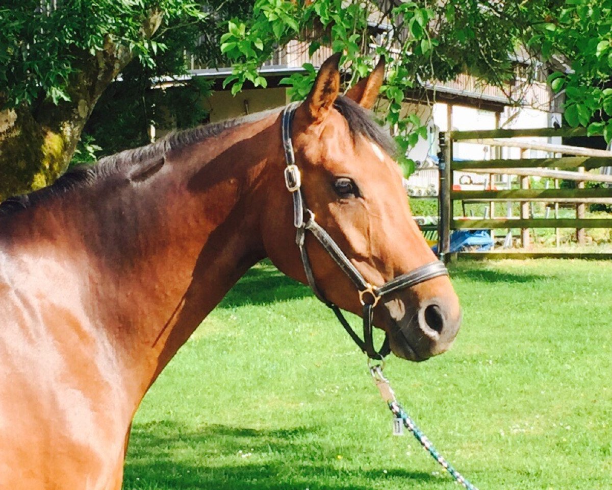 horse Springfield 19 (Hanoverian, 2011, from Stolzenberg)