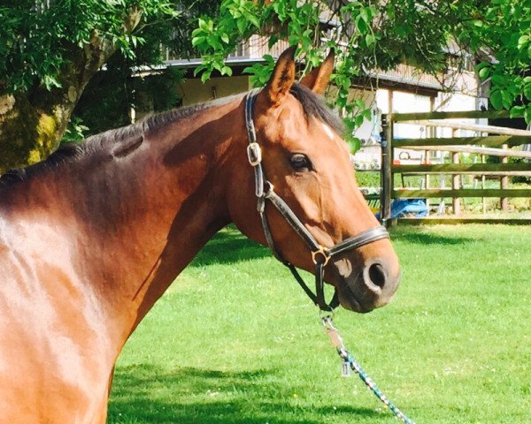 horse Springfield 19 (Hanoverian, 2011, from Stolzenberg)