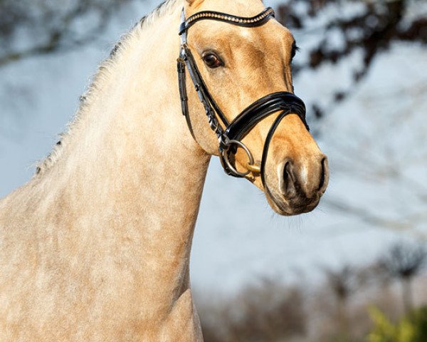 stallion American Pie 18 (German Riding Pony, 2012, from A Gorgeous)