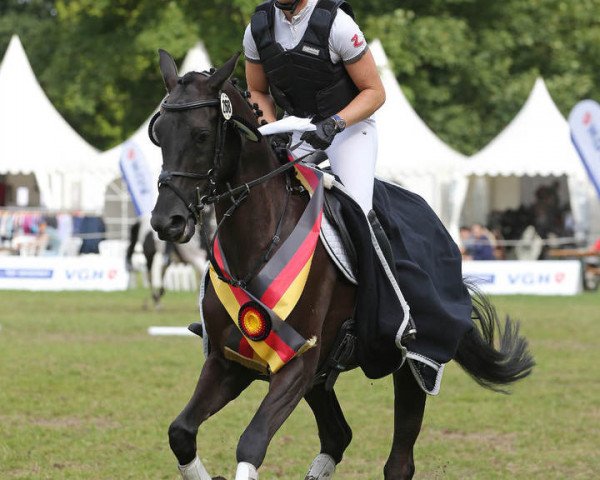 broodmare Light of Universe (Trakehner, 2010, from Starway)
