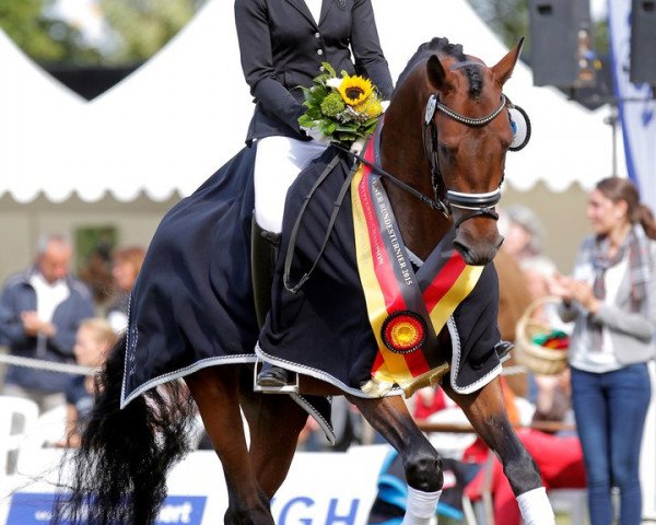 horse Indesign (Trakehner, 2012, from Easy Game)