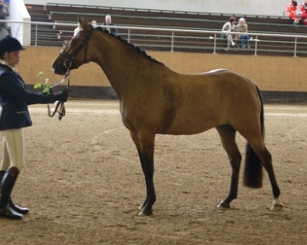 broodmare Best Special Design (German Riding Pony, 2011, from Best Derano Design)