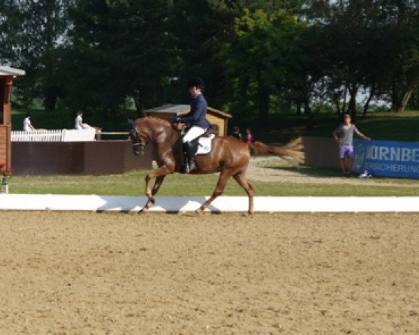 broodmare Dolly (German Riding Pony, 2012, from Dimension AT NRW)