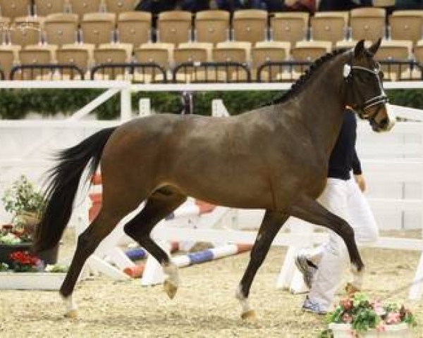 Dressurpferd Proud Rooney (Deutsches Reitpony, 2012, von Proud Rocketti)