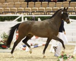 dressage horse Proud Rooney (German Riding Pony, 2012, from Proud Rocketti)