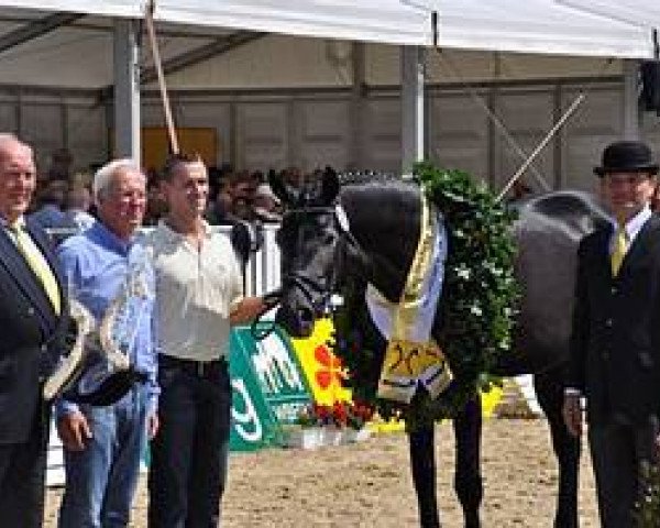 Springpferd Diarada KJ (Hannoveraner, 2009, von Diarado)