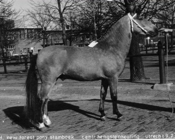 stallion Broadlands Blenheim Orange (New Forest Pony, 1962, from Knightwood Spitfire)