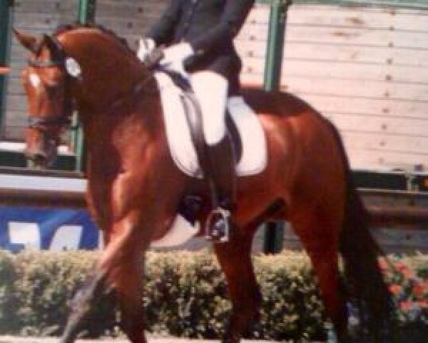 dressage horse Zanetti 3 (KWPN (Royal Dutch Sporthorse), 2004, from Painted Black)