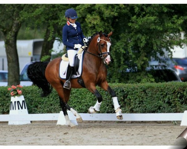 Deckhengst Tackmann's Nougatherz (Deutsches Reitpony, 2010, von Heidbergs Nancho Nova)