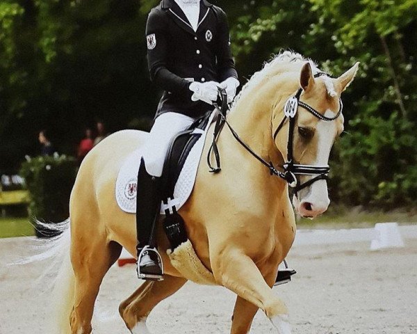 Zuchtstute CTS Fair Lady (Deutsches Reitpony, 2010, von Casino Royale K WE)