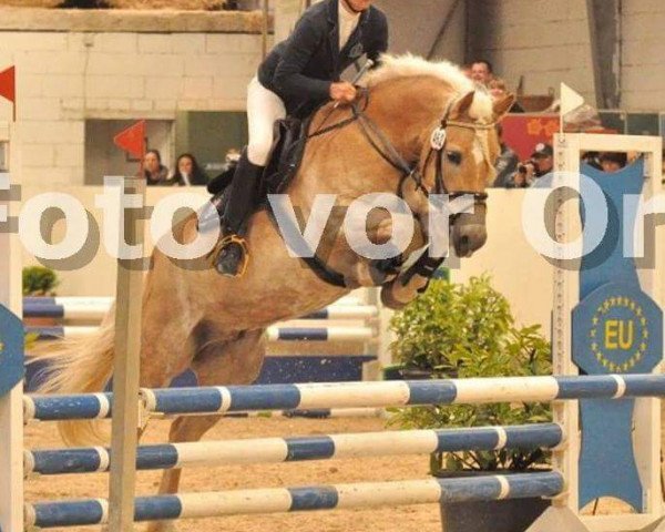 dressage horse Avalon (Haflinger, 2008, from Novembernebel)